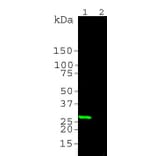Western Blot - Anti-GFP Antibody (A85303) - Antibodies.com