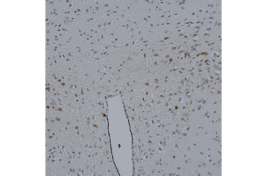 Immunohistochemistry - Anti-mCherry Antibody (A85304) - Antibodies.com