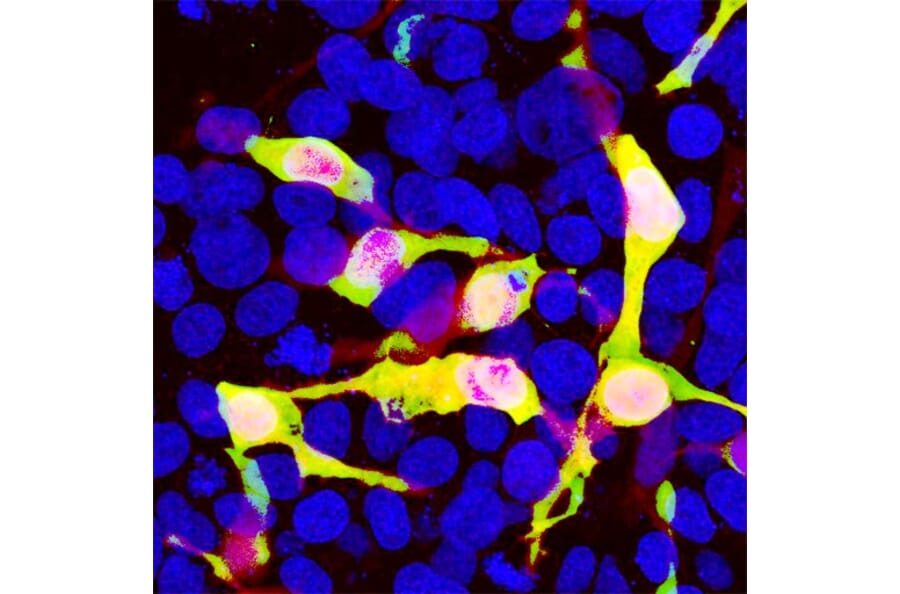 Immunofluorescence - Anti-mCherry Antibody (A85304) - Antibodies.com