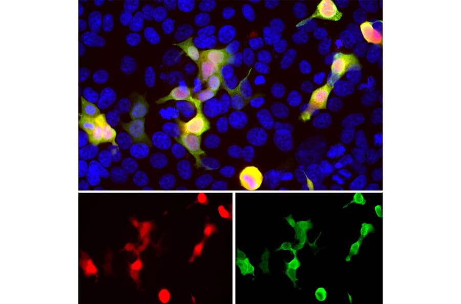 Immunofluorescence - Anti-mCherry Antibody (A85304) - Antibodies.com