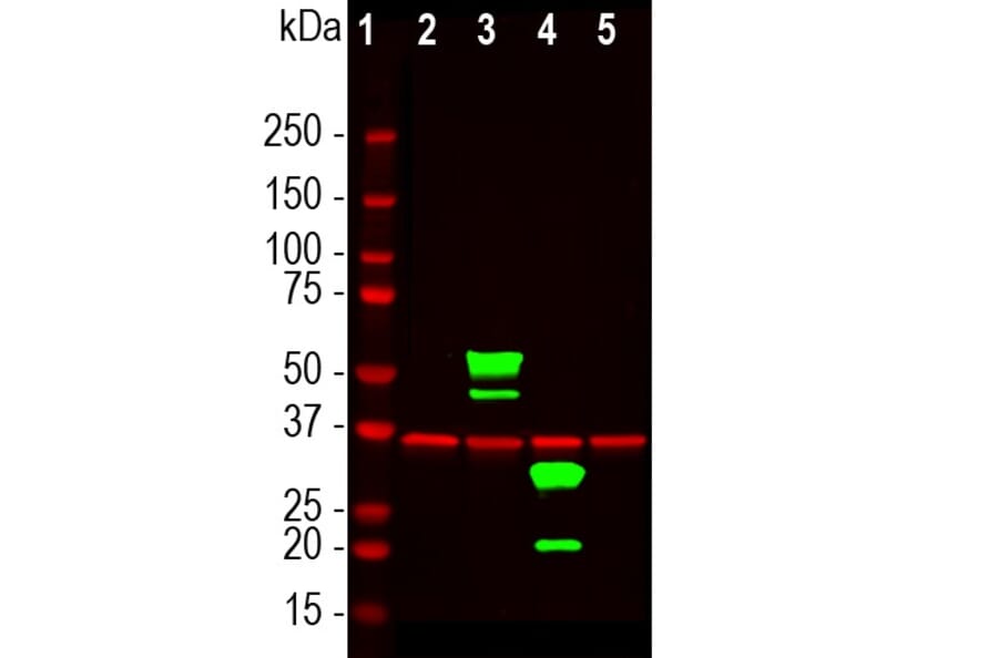 Western Blot - Anti-mCherry Antibody (A85304) - Antibodies.com