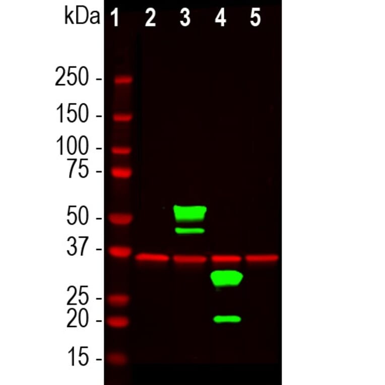 Western Blot - Anti-mCherry Antibody (A85304) - Antibodies.com