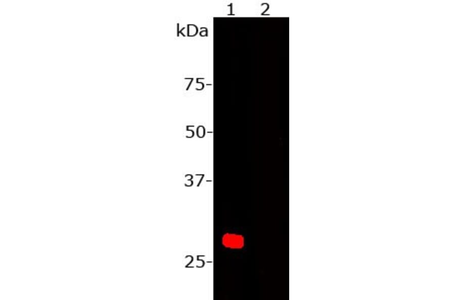 Western Blot - Anti-mCherry Antibody (A85304) - Antibodies.com