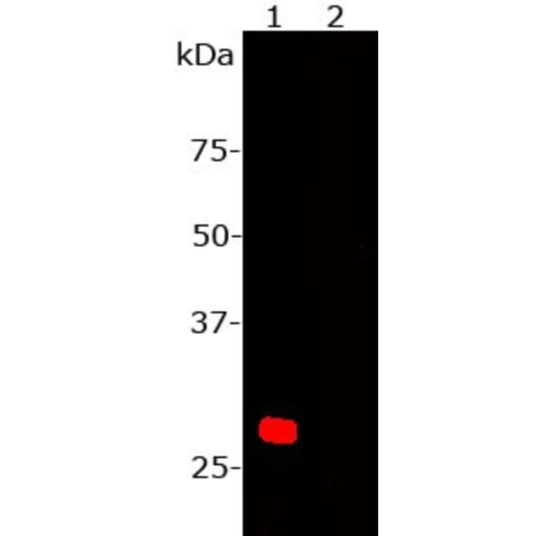 Western Blot - Anti-mCherry Antibody (A85304) - Antibodies.com