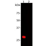 Western Blot - Anti-mCherry Antibody (A85304) - Antibodies.com