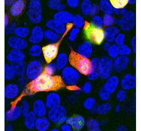 Immunofluorescence - Anti-mCherry Antibody (A85305) - Antibodies.com