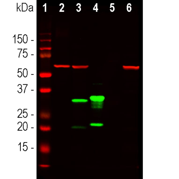 Western Blot - Anti-mCherry Antibody [1C51] (A85305) - Antibodies.com