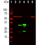 Western Blot - Anti-mCherry Antibody [1C51] (A85305) - Antibodies.com