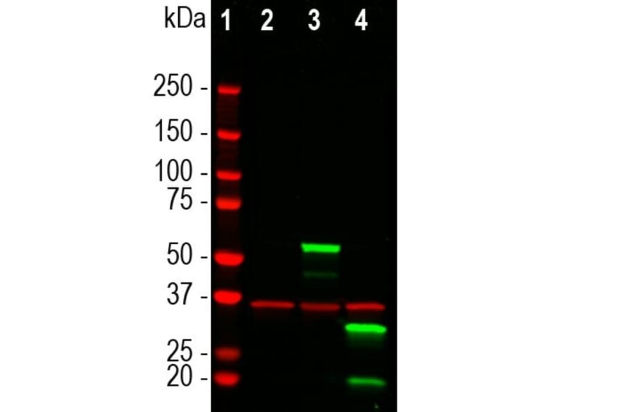 Western Blot - Anti-mCherry Antibody [1C51] (A85305) - Antibodies.com