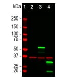 Western Blot - Anti-mCherry Antibody [1C51] (A85305) - Antibodies.com