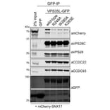 Gel - Anti-mCherry Antibody - Antibodies.com