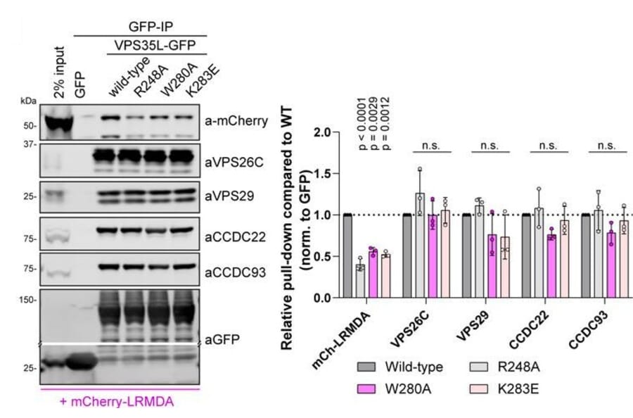 Gel - Anti-mCherry Antibody - Antibodies.com