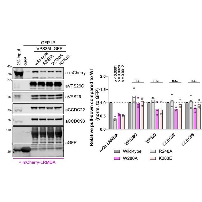 Gel - Anti-mCherry Antibody - Antibodies.com