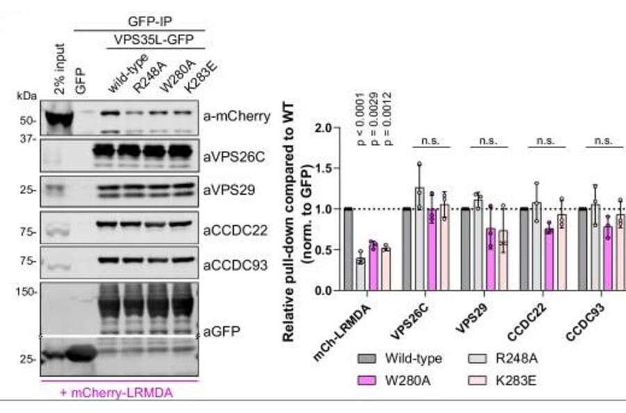 Western Blot - Anti-mCherry Antibody (A85306) - Antibodies.com