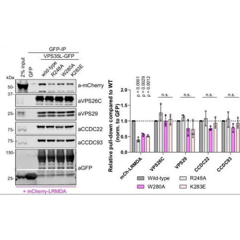 Western Blot - Anti-mCherry Antibody (A85306) - Antibodies.com