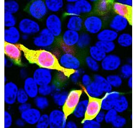 Immunofluorescence - Anti-mCherry Antibody (A85306) - Antibodies.com