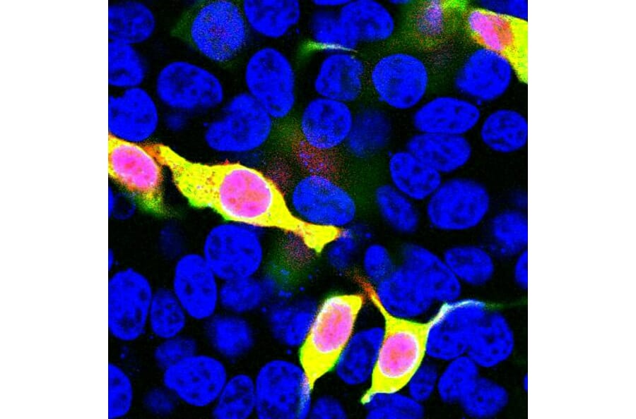 Immunofluorescence - Anti-mCherry Antibody (A85306) - Antibodies.com