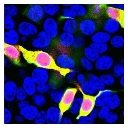 Immunofluorescence - Anti-mCherry Antibody (A85306) - Antibodies.com