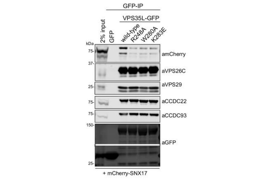 Gel - Anti-mCherry Antibody - Antibodies.com