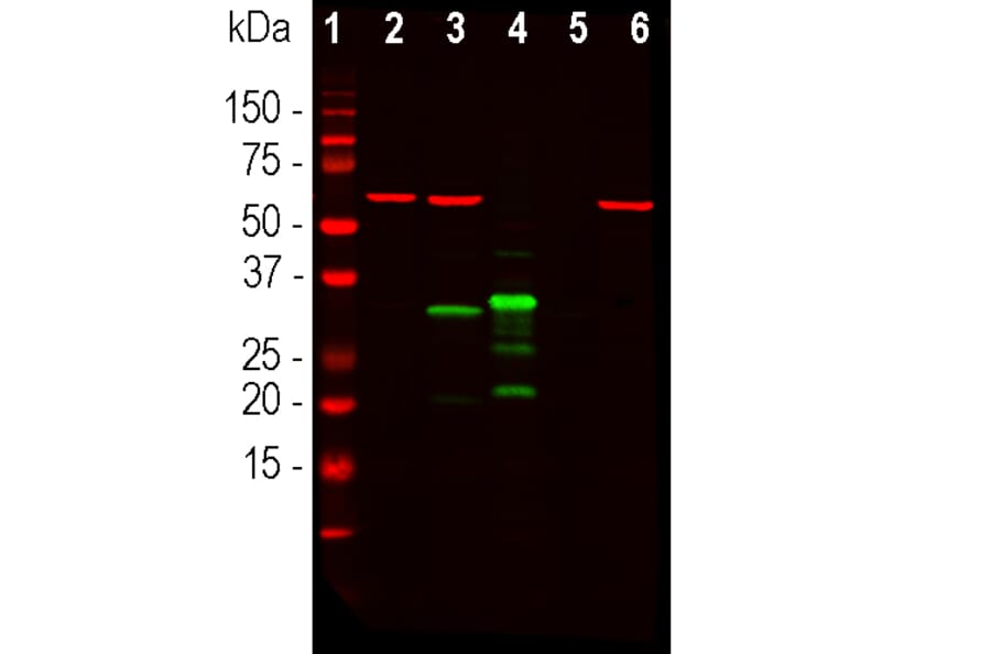 Western Blot - Anti-mCherry Antibody (A85306) - Antibodies.com