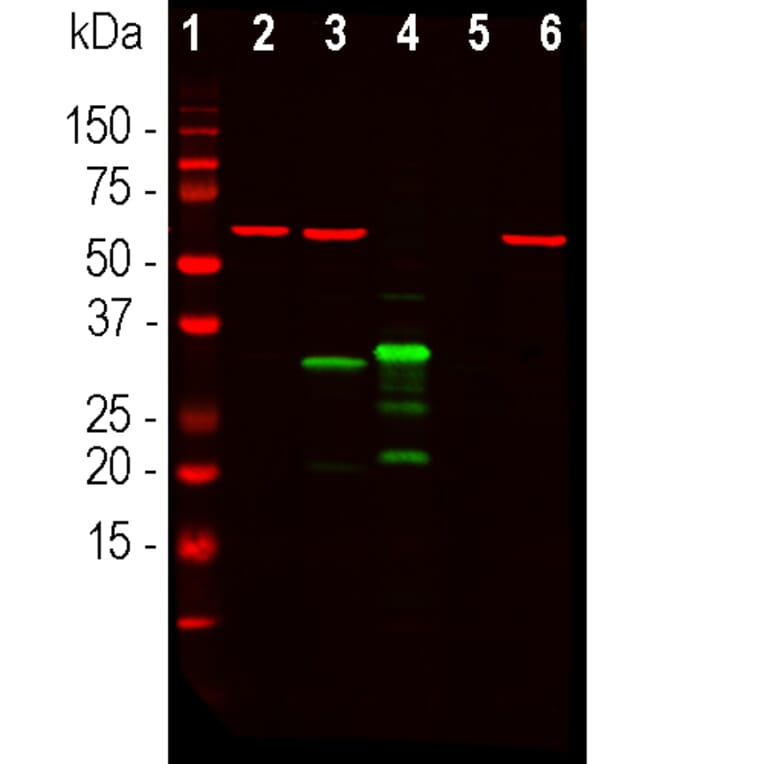 Western Blot - Anti-mCherry Antibody (A85306) - Antibodies.com