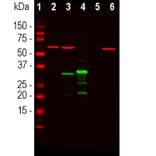 Western Blot - Anti-mCherry Antibody (A85306) - Antibodies.com