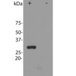 Western Blot - Anti-mCherry Antibody (A85306) - Antibodies.com