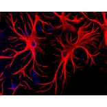 Immunofluorescence - Anti-GFAP Antibody (A85307) - Antibodies.com