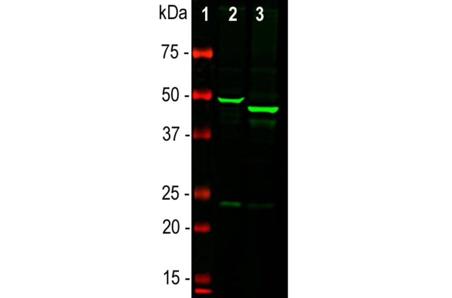 Western Blot - Anti-GFAP Antibody (A85307) - Antibodies.com