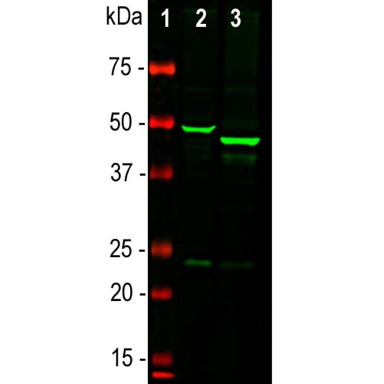 Western Blot - Anti-GFAP Antibody (A85307) - Antibodies.com
