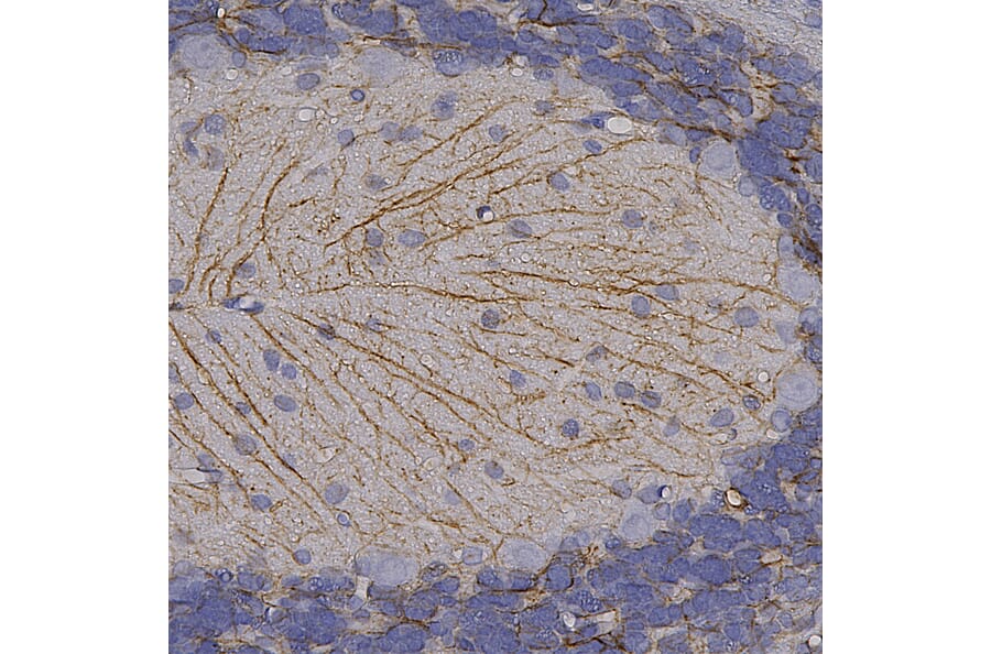 Immunohistochemistry - Anti-GFAP Antibody (A85307) - Antibodies.com