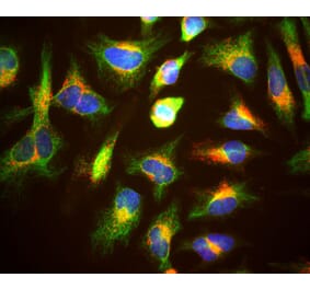Immunofluorescence - Anti-Lamp1 Antibody (A85308) - Antibodies.com