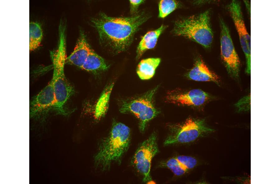 Immunofluorescence - Anti-LAMP1 Antibody [5H6] (A85308) - Antibodies.com
