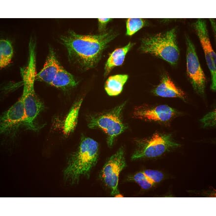 Immunofluorescence - Anti-Lamp1 Antibody (A85308) - Antibodies.com