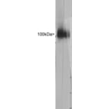 Western Blot - Anti-Lamp1 Antibody (A85308) - Antibodies.com