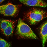 Immunofluorescence - Anti-Lamp1 Antibody [5H6] (A85308) - Antibodies.com