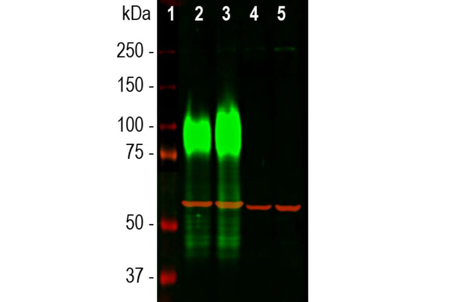 Western Blot - Anti-LAMP1 Antibody [5H6] (A85308) - Antibodies.com