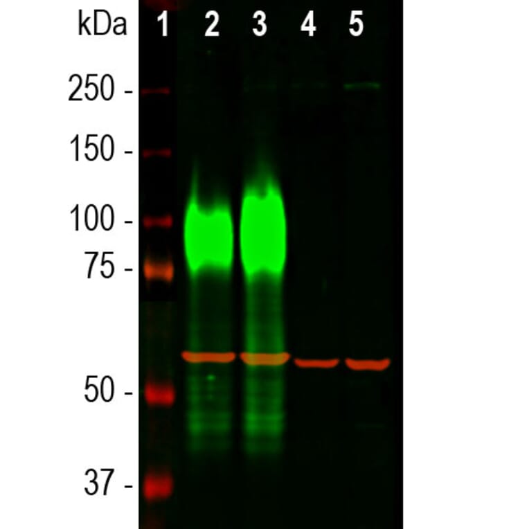 Western Blot - Anti-Lamp1 Antibody [5H6] (A85308) - Antibodies.com