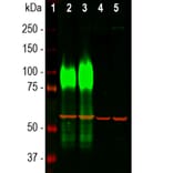 Western Blot - Anti-Lamp1 Antibody [5H6] (A85308) - Antibodies.com