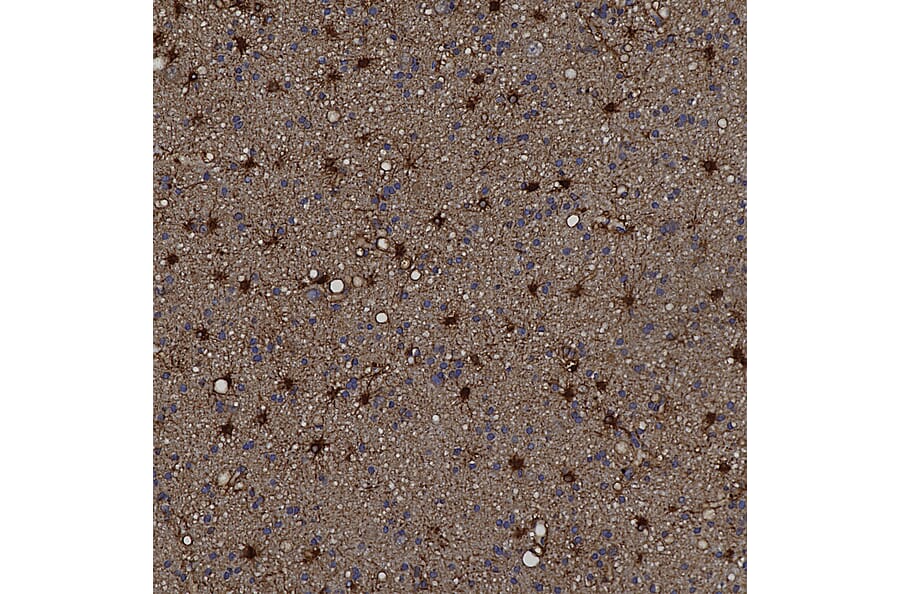 Immunohistochemistry - Anti-ALDH1L1 Antibody (A85310) - Antibodies.com