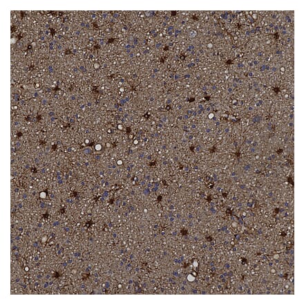 Immunohistochemistry - Anti-ALDH1L1 Antibody (A85310) - Antibodies.com