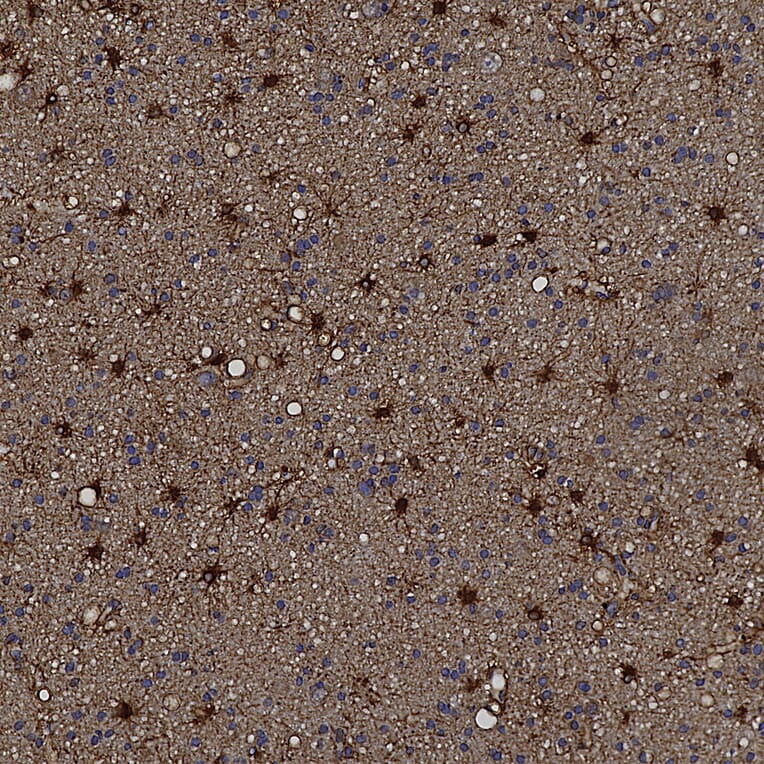 Immunohistochemistry - Anti-ALDH1L1 Antibody (A85310) - Antibodies.com