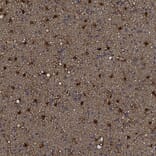 Immunohistochemistry - Anti-ALDH1L1 Antibody (A85310) - Antibodies.com