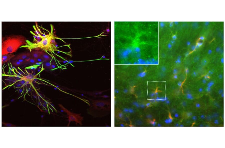 Immunofluorescence - Anti-ALDH1L1 Antibody (A85310) - Antibodies.com