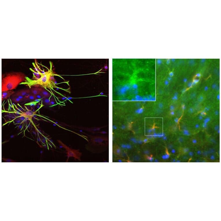 Immunofluorescence - Anti-ALDH1L1 Antibody (A85310) - Antibodies.com
