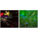 Immunofluorescence - Anti-ALDH1L1 Antibody (A85310) - Antibodies.com