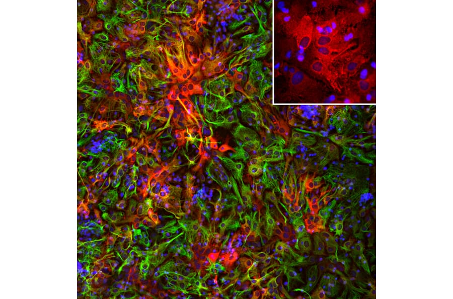 Immunofluorescence - Anti-ALDH1L1 Antibody (A85310) - Antibodies.com