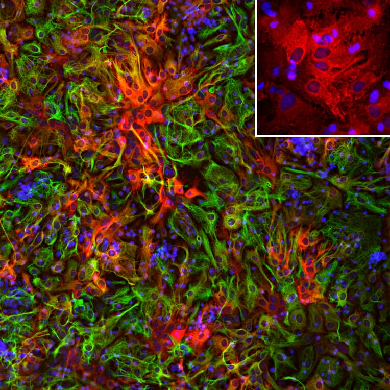 Immunofluorescence - Anti-ALDH1L1 Antibody (A85310) - Antibodies.com