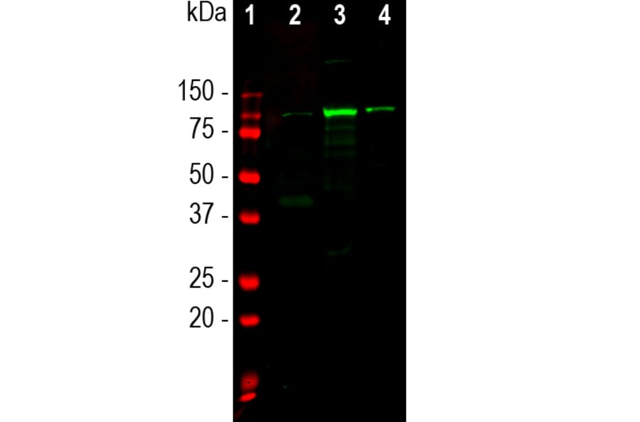 Western Blot - Anti-ALDH1L1 Antibody (A85310) - Antibodies.com