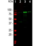 Western Blot - Anti-ALDH1L1 Antibody (A85310) - Antibodies.com